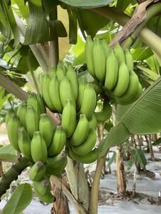 送料無料 マイソール バナナ苗 Musa Mysore バナナ 熱帯果樹 果樹苗