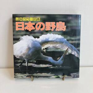 240330 山溪カラー名鑑「日本の野鳥」1988年4刷 山と渓谷社★古書美品 鳥類図鑑 バードウォッチング