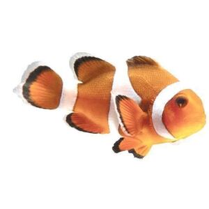 特大 クマノミ/ステッカー シール/ダイビング 海 魚 熱帯魚 海水魚 アクアリウム 水槽装飾 水槽 ハワイアン インテリア ウォールステッカー