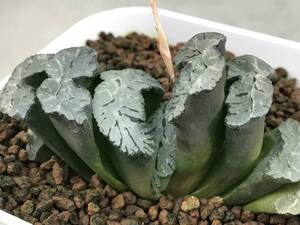 多肉植物 ハオルチア 玉扇 竪琴 