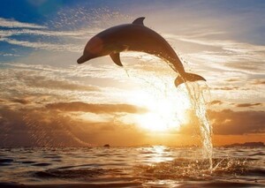 イルカ 夕陽 ジャンプ ドルフィン サンセット 海 絵画風 壁紙ポスター 特大A1版 830×585mm（はがせるシール式）004A1