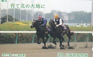 ●JRA日高育成牧場 中山競馬場テレカ