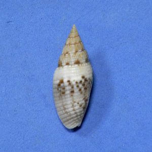 貝の標本 Scabricola destangsii 32.1mm.