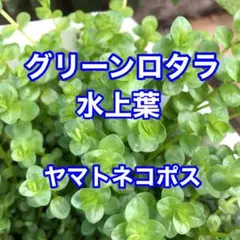 無農薬水草グリーンロタラ水上葉30本　検ADA ネコポス発送3