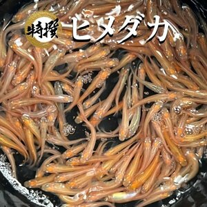 【1000匹】メダカ ヒメダカ【めだか】餌用 エサ用 活餌 生餌 生き餌 アロワナやポリプ、カエルなどの餌に！