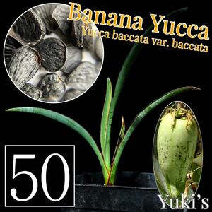 バナナ・ユッカ 種子x50[フルーツユッカ]Yucca baccata var. baccata