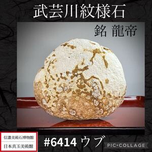 【信濃美術石博物館】水石 盆栽 武芸川紋様石 ウブ横11×高11.5×奥行5.5(cm)重量:1kg 骨董盆石古美術中国古玩 6414