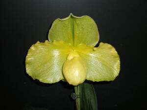 洋蘭　Paph.交配種　THO-2691 Paph.Martin Emperor ’Blumen Insel