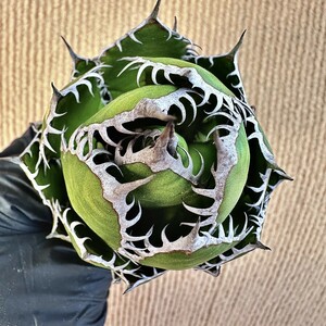  【Lj_plants】Q426 激レア高級品種 多肉植物アガベ　ホリダ horrida 極上強棘 狂刺 Sクラスは希少株 極上株