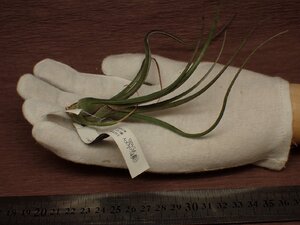 Tillandsia baileyi チランジア・ベイレイ 484★エアプランツEP