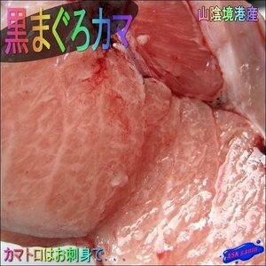 カマトロたっぷり!!　黒まぐろ「2本でカマ 2kg」お刺身可、冷凍　山陰境港産