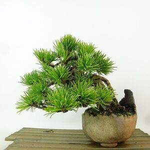 盆栽 松 五葉松 樹高 約12cm ごようまつ Pinus parviflora ゴヨウマツ 根上り マツ科 常緑針葉樹 観賞用 小品 現品