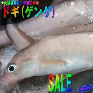 珍味な深海魚「ドギ3kg」超特大サイズ、コラーゲンもたっぷり!!