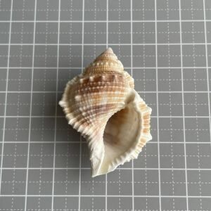 ミヤコボラ　オキニシ科　貝殻　巻貝　ヤドカリ　貝殻標本　標本　貝　シェル　インテリア　アクアリウム　水槽　巻き貝　かいがら　shell