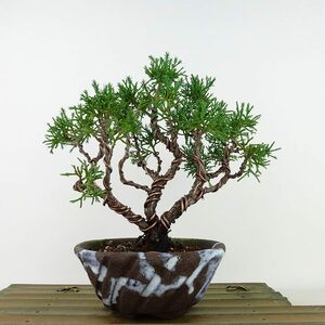 盆栽 真柏 樹高 約19cm しんぱく Juniperus chinensis シンパク “ジン”ヒノキ科 常緑樹 観賞用 小品 現品