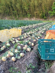 淡路島産 玉ねぎ 贅沢な甘みと旨みを味わう B品5kg