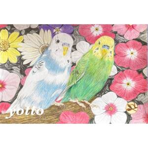 色鉛筆画「 インコと花手水 」ポストカードサイズ・額付き◇◆手描き◇原画◆インコ◇◆yotto