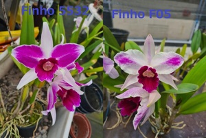 C. purpurata CG2041 (flamea 