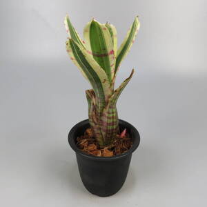 SALE! ネオレゲリア ☆ Neoregelia Zeppo ★ タンクブロメリア