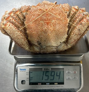 日本一の大きさかも？！ 　堅がに 約1.59kg！　【どデカっ！ 巨大毛がに】　