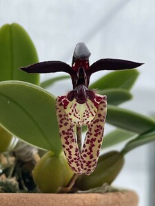 洋蘭　原種　大株　バルボフィラム　bulbophyllum lasiochilum