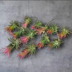 【12株セット】 チランジア イオナンタ フエゴ　大株 tillandsia