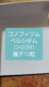 コノフィツム　ペルシダム CH2090 種子10粒