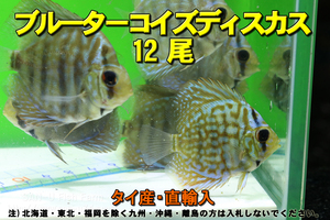 ブルーターコイズディスカス 12尾★全長5cm前後・適格請求書発行可能【お届地域制限有】100
