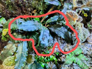 ブセファランドラ sp. ブラウニーパープル Bucephalandra sp. Brownie purple　水上葉