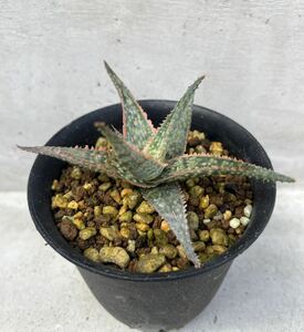 【Aloe rauhii 