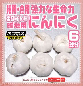 6球分バラして即日発送　種ニンニク　暖地用ホワイト種　食用兼用　にんにくひめ　　　　　