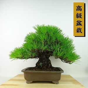 盆栽 松 黒松 樹高 約25cm くろまつ 高級盆栽 Pinus thunbergii クロマツ マツ科 常緑針葉樹 観賞用 現品