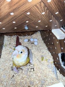 ウロコインコ　インコ　有精卵　卵 食用　ハンドメイド