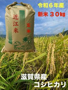 ☆新米☆ 2024年 令和6年産 近江米 滋賀県産 コシヒカリ 30kg 玄米 お米 ライス 刈りたて