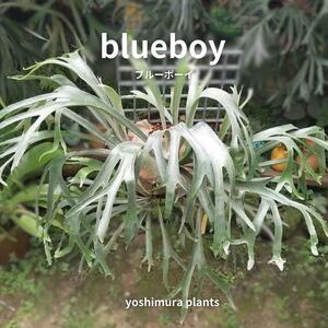 [胞子] blueboy　ブルーボーイ　ビカクシダ