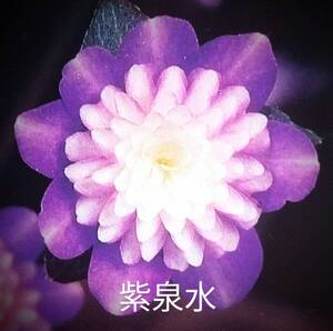 雪割草 紫泉水　(原種、ツマ白紫整形千重咲)　1芽画1花参考　出品画2～　2.5号深ビニルポット植(送料一律900円、複数同額、取置不可)