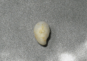 貝の標本 capulus otohimeae 13.2mm