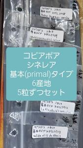 コピアポア　シネレア　基本タイプ　6産地　5粒ずつセット