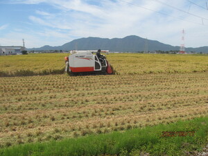 【令和5年産】新米 農薬約9割減 新潟県認証 特別栽培米コシヒカリ 玄米紙袋25kg