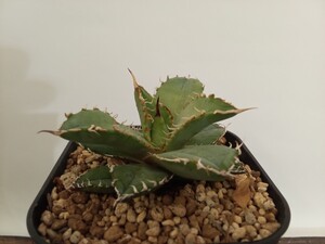 アガベ チタノタ フィリグリー 拇指厳竜　Agave titanota Filigree ② 子株　発根済　良型　強刺 オテロイ