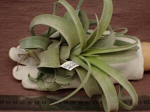 Tillandsia 