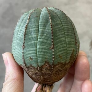 【B6795】★超巨大6cm株！！【SS級！極上特選大株！！】ユーフォルビア オベサ Euphorbia obesa ( 検索 アガベ 多肉植物 )