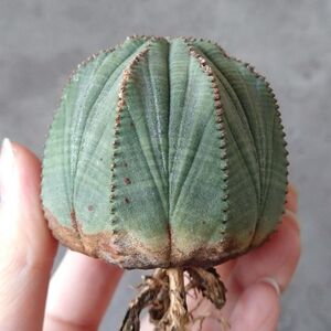 【B6858】★超巨大5.5cm株！！【SS級！極上特選大株！！】ユーフォルビア オベサ Euphorbia obesa ( 検索 アガベ 多肉植物 )