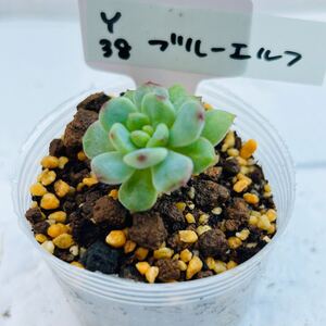 Y38 ブルーエルフ 多肉植物