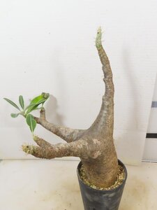 5278 「塊根植物」パキポディウム エニグマティクム 植え【発根・Pachypodium enigmaticum・多肉植物】