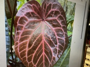 ＫＮ　ＰＣＦ作　アンスリューム(ベニウチワ属）　‘レッドクリスタリナム‘　NSE（ANTHURIUM `RED CRYSTALLINUM` NSE）　　　1.2Ｍ以下