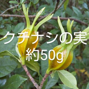 クチナシの実　簡易包装込み約50g　農薬不使用