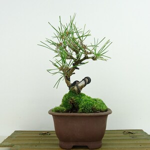 盆栽 松 黒松 樹高 約18cm くろまつ Pinus thunbergii クロマツ マツ科 常緑針葉樹 観賞用 小品 現品