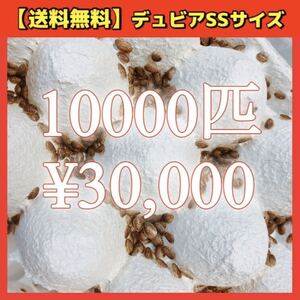 【デュビアSS】10000匹＊送料無料！スピード配送！