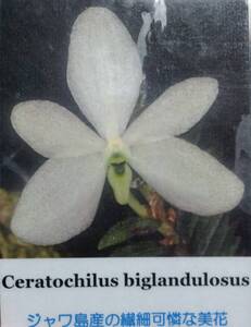 【北軽ガーデン】＊熱帯植物＊Ceratochilus biglandulosus＊洋ラン原種＊セラトキラス　ビグランデュロサス＊極小型種＊ジャワ島原産＊